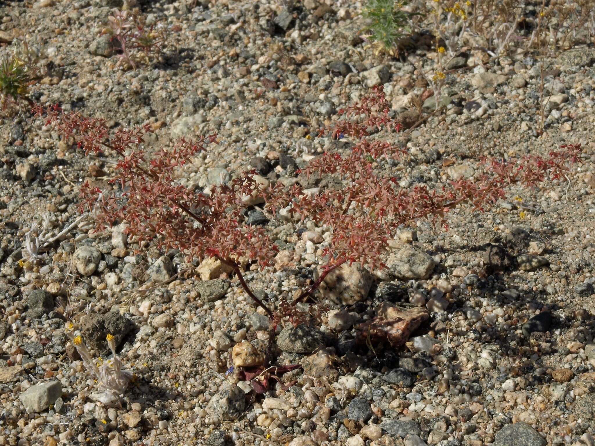 Image of centrostegia