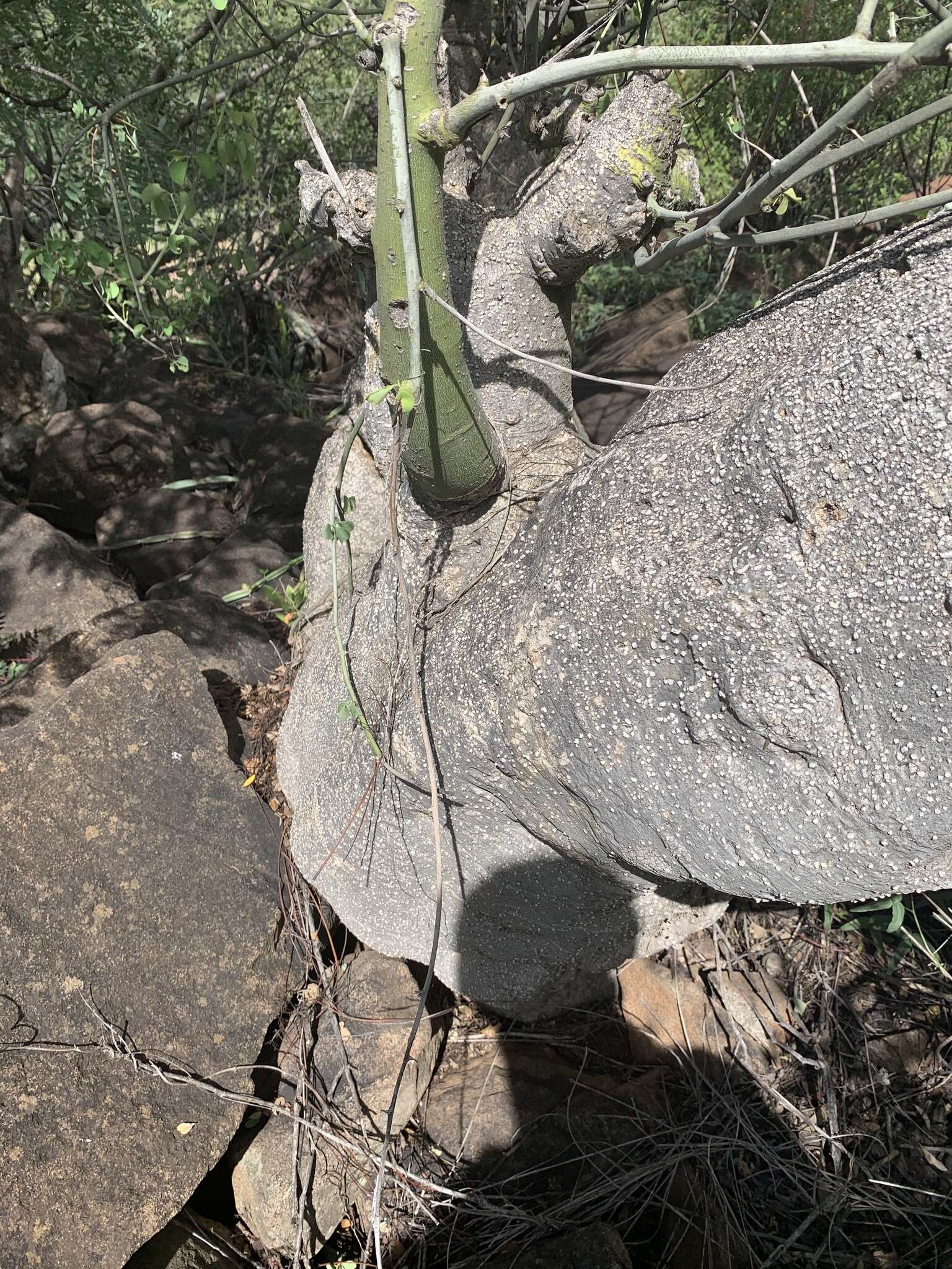 Image of Adenia fruticosa subsp. fruticosa