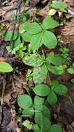 Image of boreal bedstraw