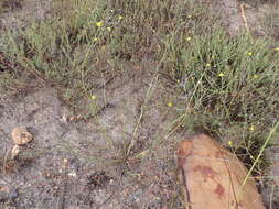 Image of Osteospermum bolusii (Compton) T. Norl.