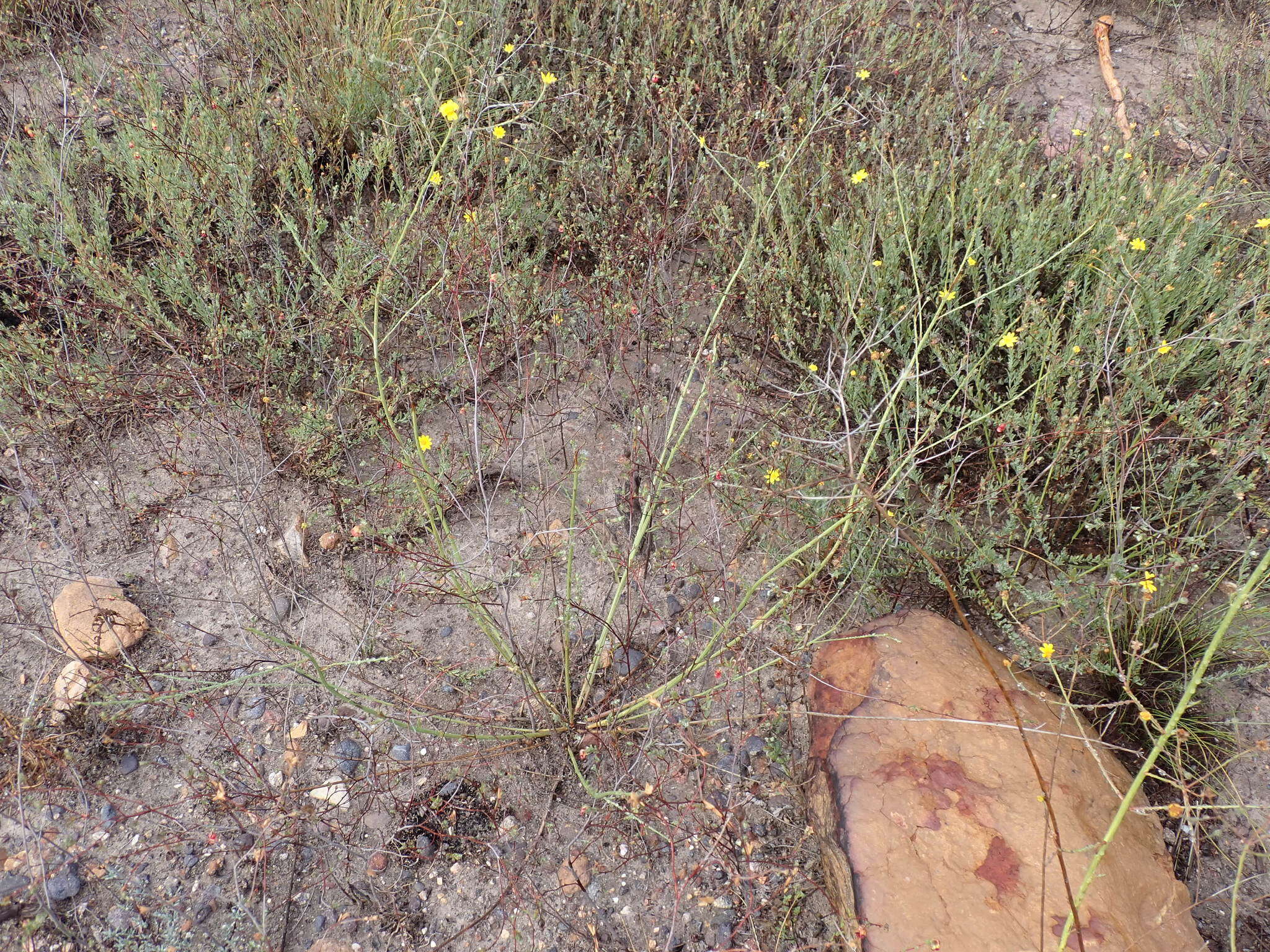 Image of Osteospermum bolusii (Compton) T. Norl.