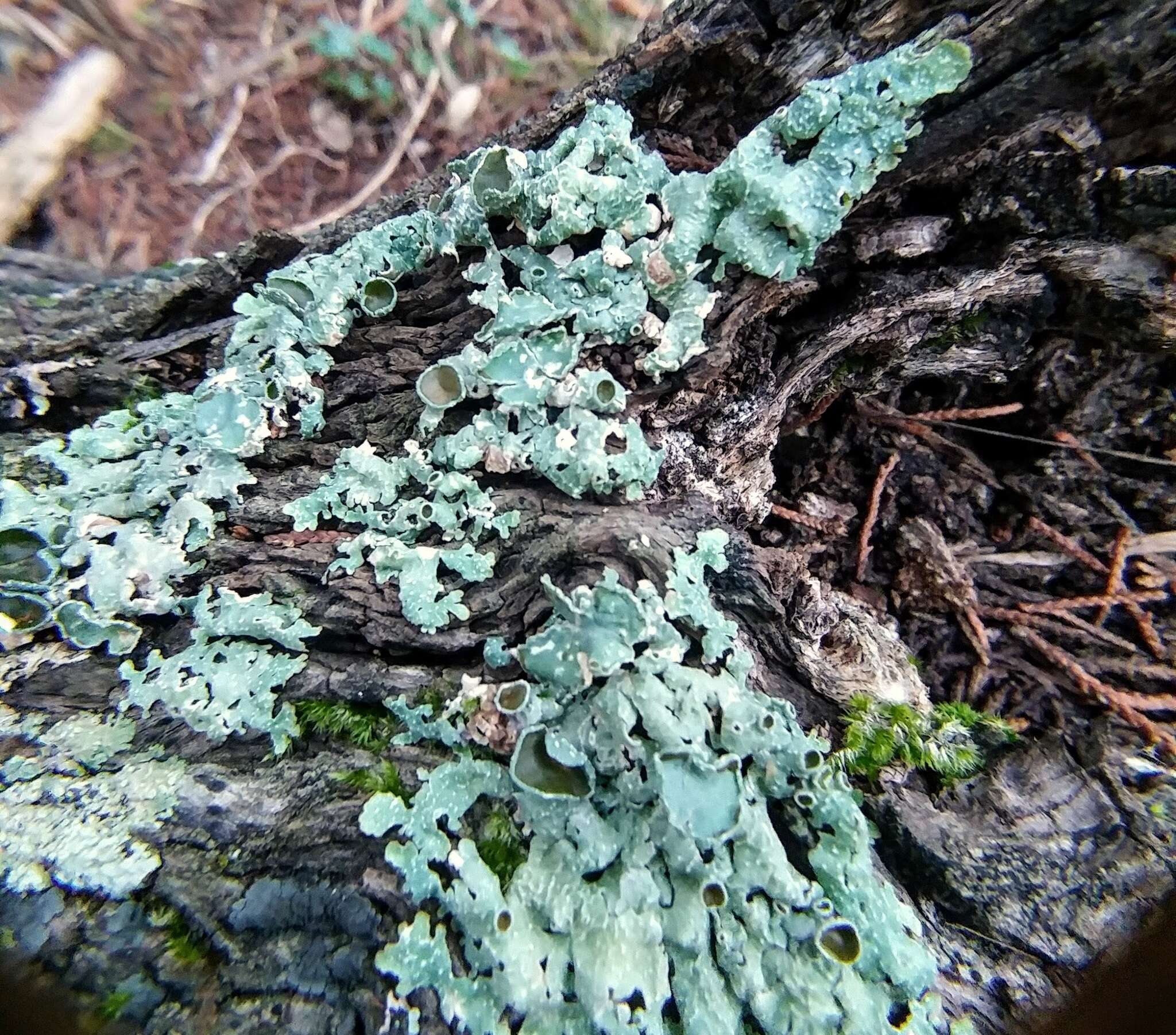 Image of Eastern speckled shield lichen