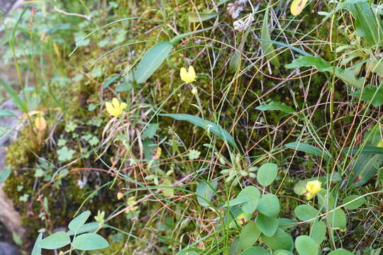 Image of whiplash saxifrage