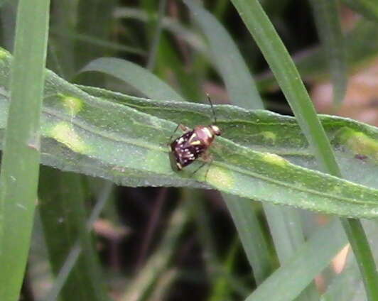 Horciasoides nobilellus (Berg 1883)的圖片