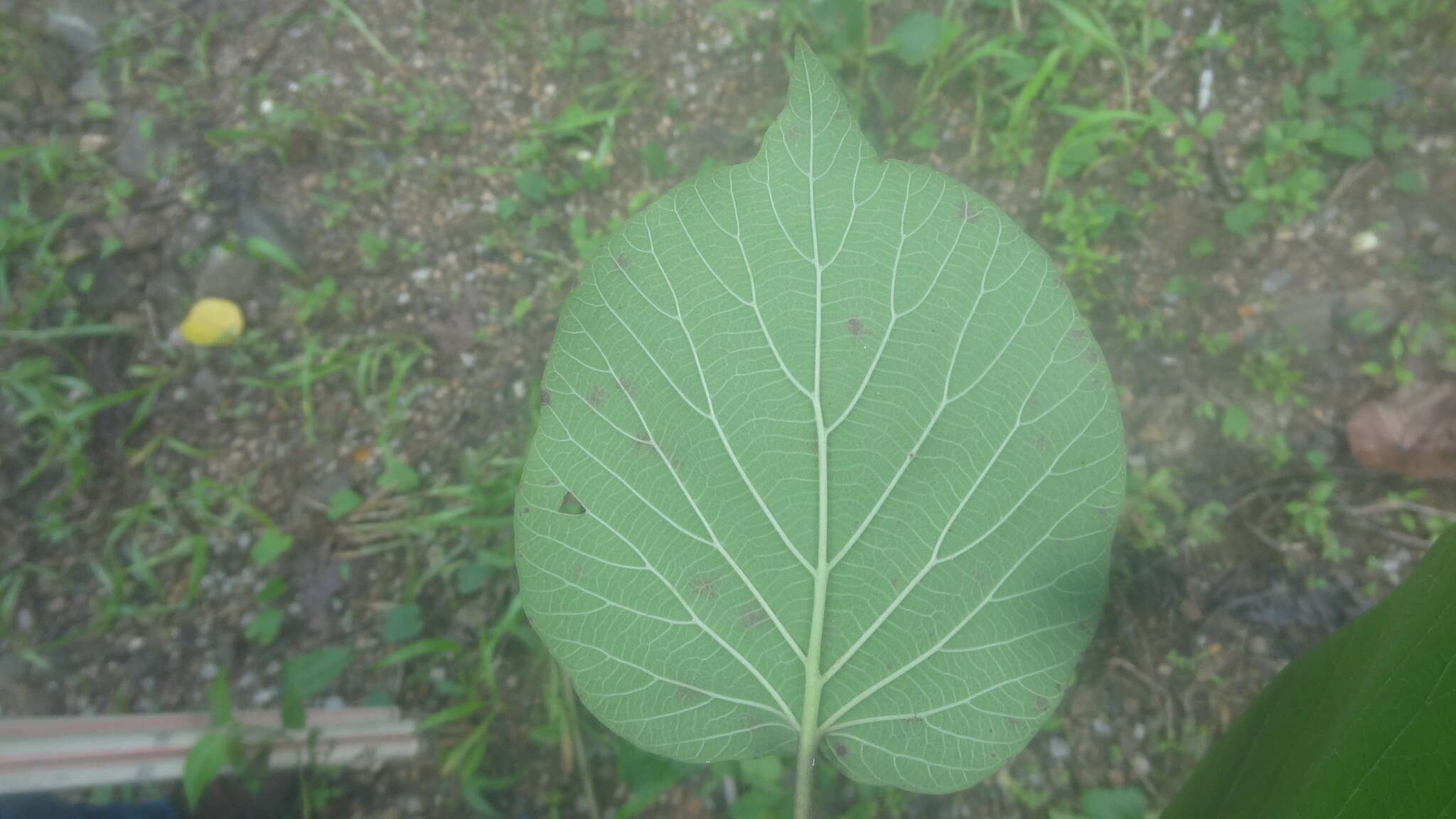 Image of Adina cordifolia (Roxb.) Brandis