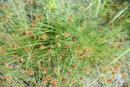 Image of watergrass