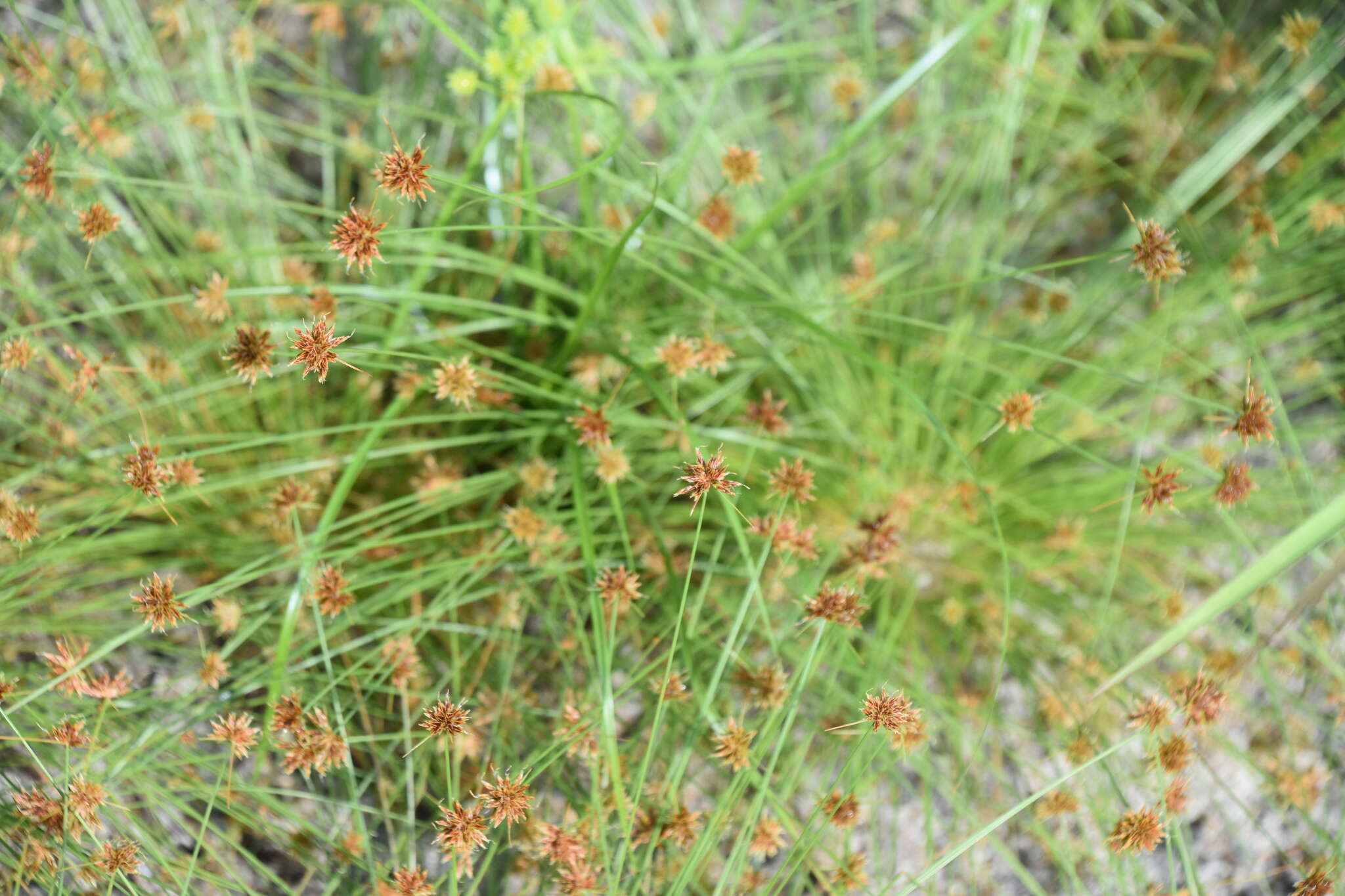 Image of watergrass