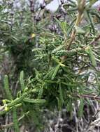 Image of Santa Rosa Island sage