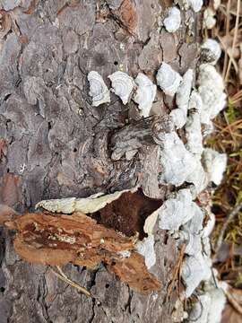 Image of Brown Purplepore Bracket