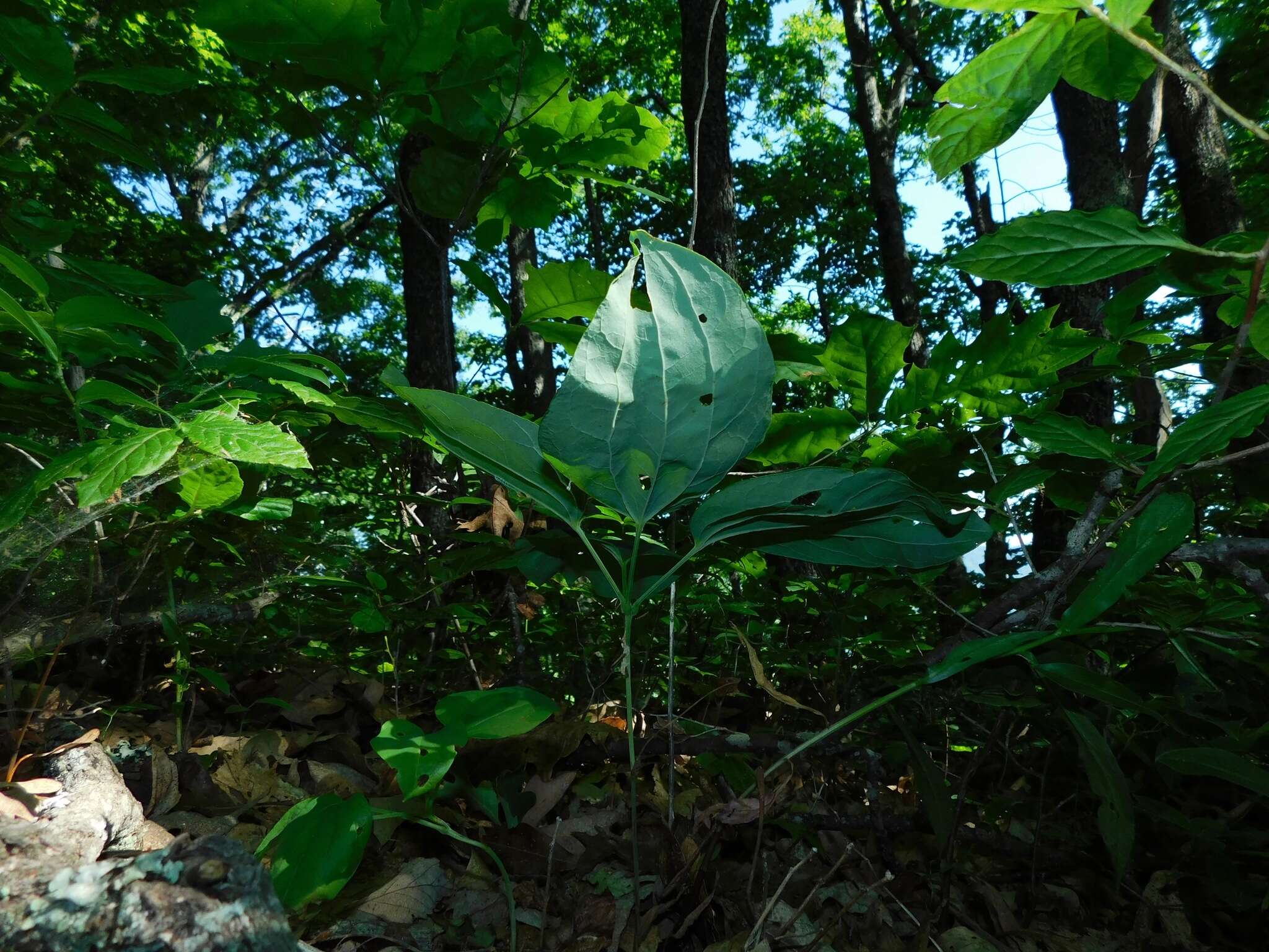 Image of Biltmore's carrionflower