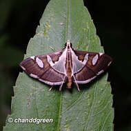 Imagem de Glyphodes bicolor Swainson (1821)