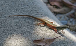 Image of Closed-litter Rainbow-skink