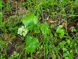 Image of running buffalo clover