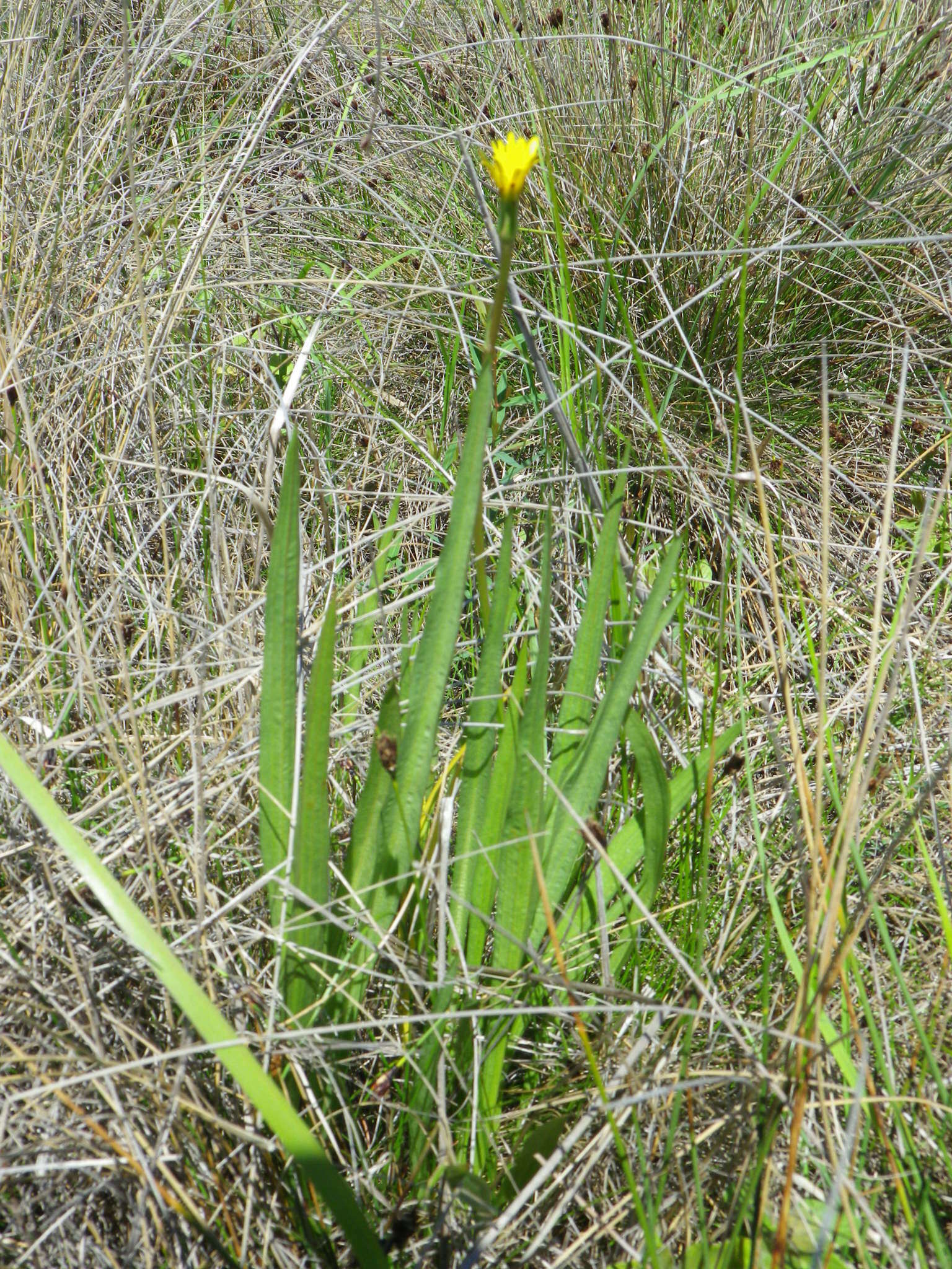 Image of Scorzonera parviflora Jacq.