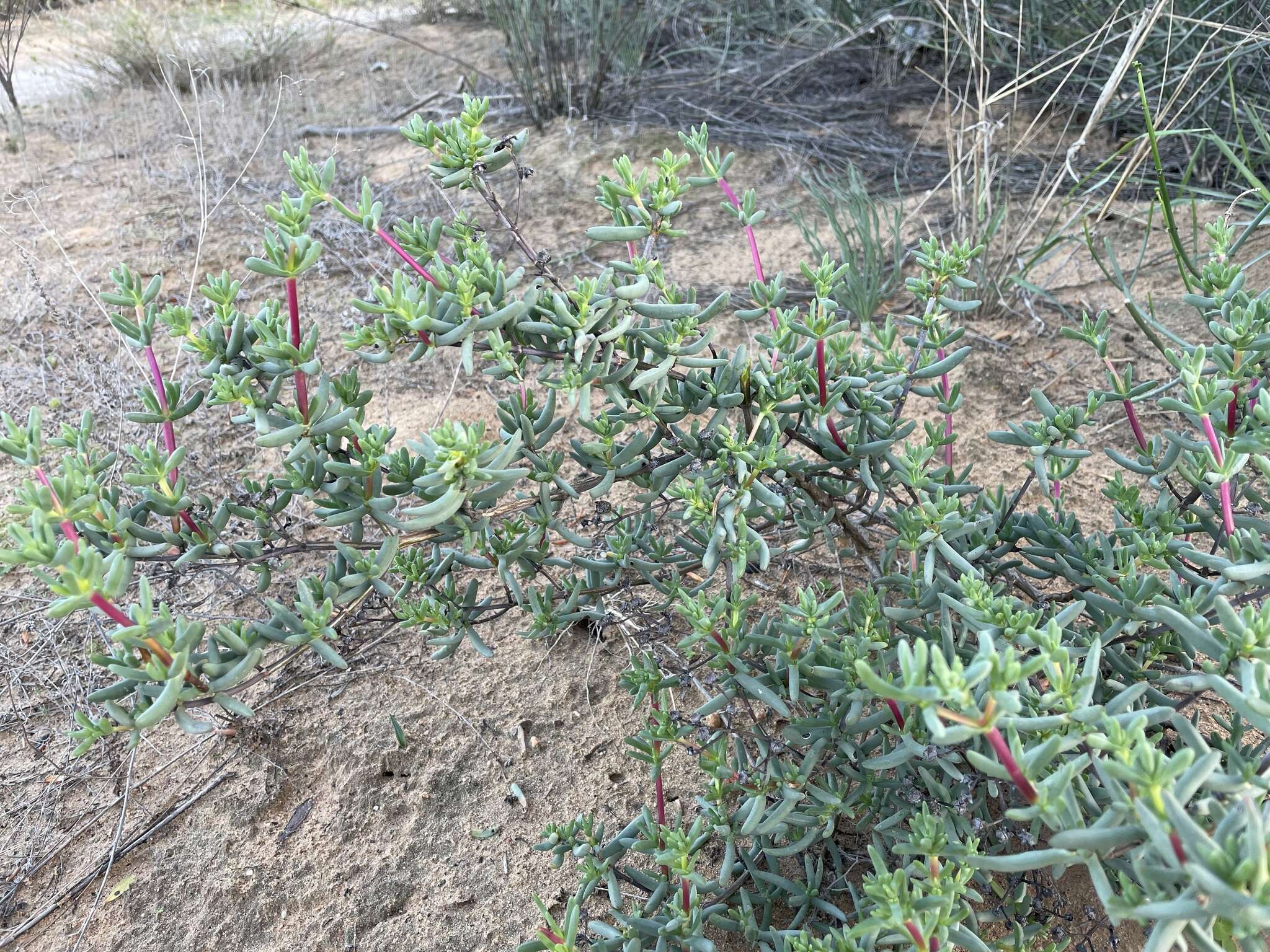 Image of Ruschiella argentea (L. Bol.) Klak