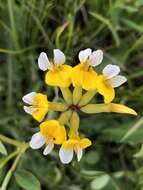 Image de Hosackia pinnata (Hook.) Abrams