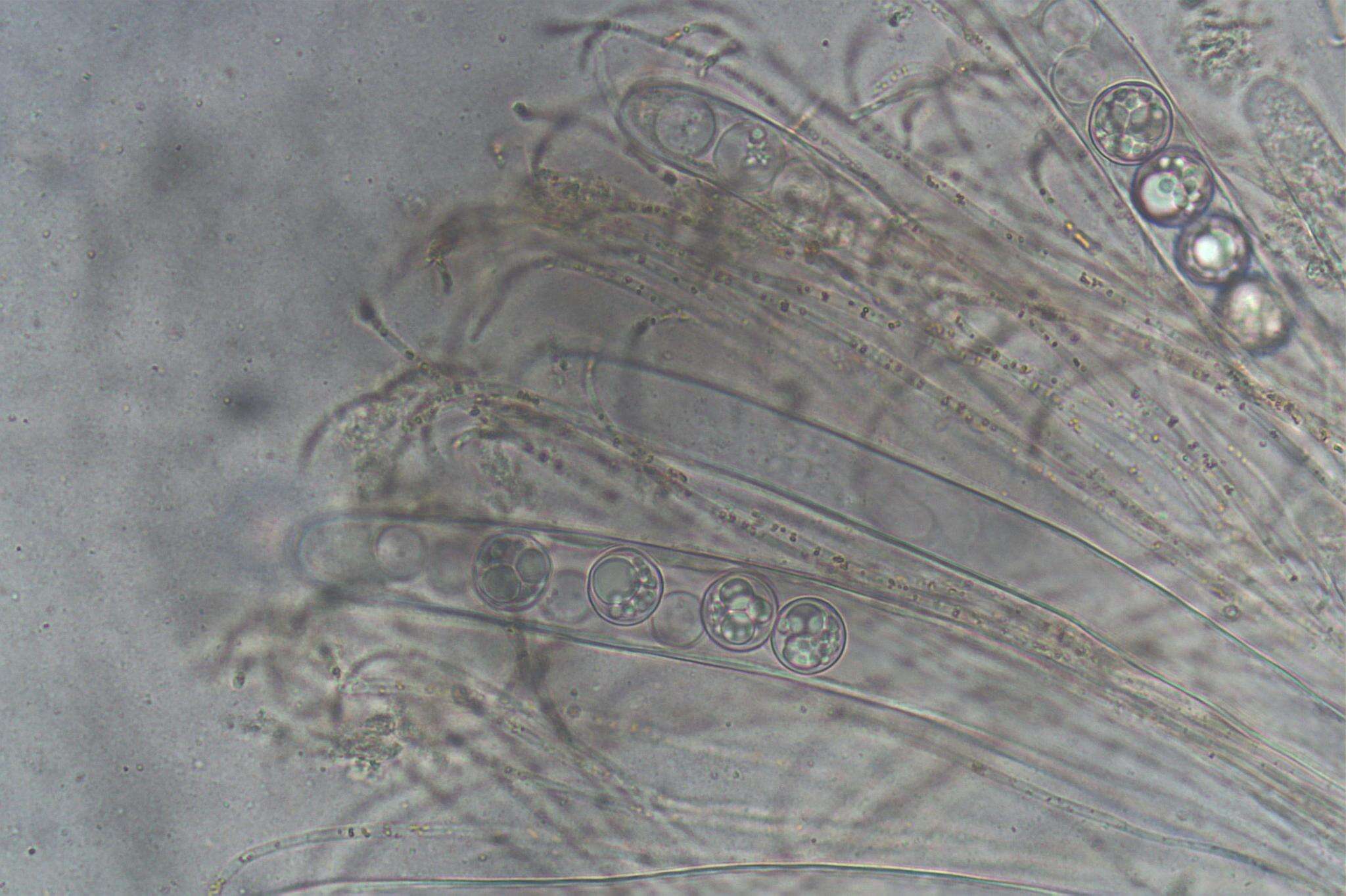 Image of Pulvinula tetraspora (Hansf.) Rifai 1968