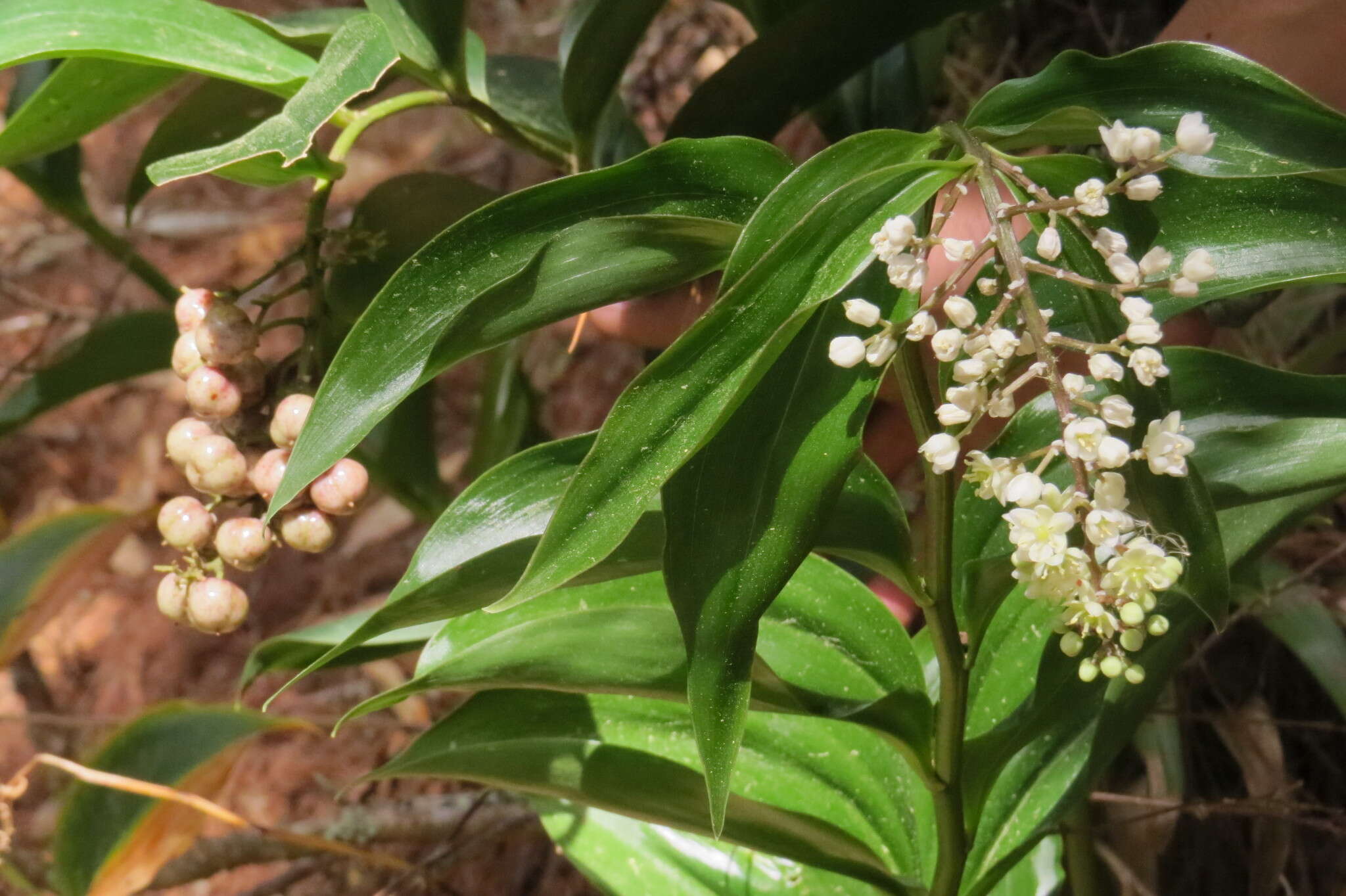 Image de Maianthemum paniculatum (M. Martens & Galeotti) La Frankie