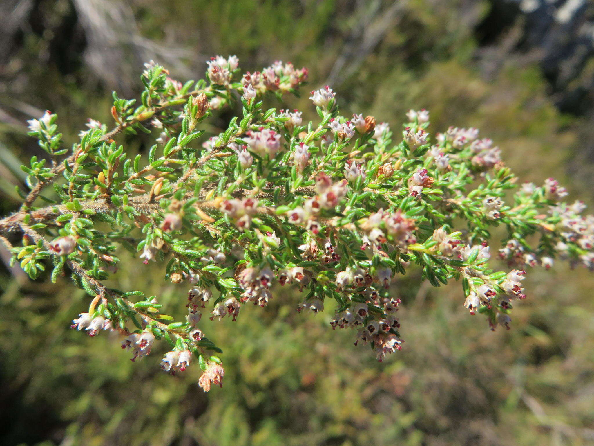 Image of Erica peltata Andr.