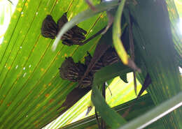 Image of Common Tent-making Bat