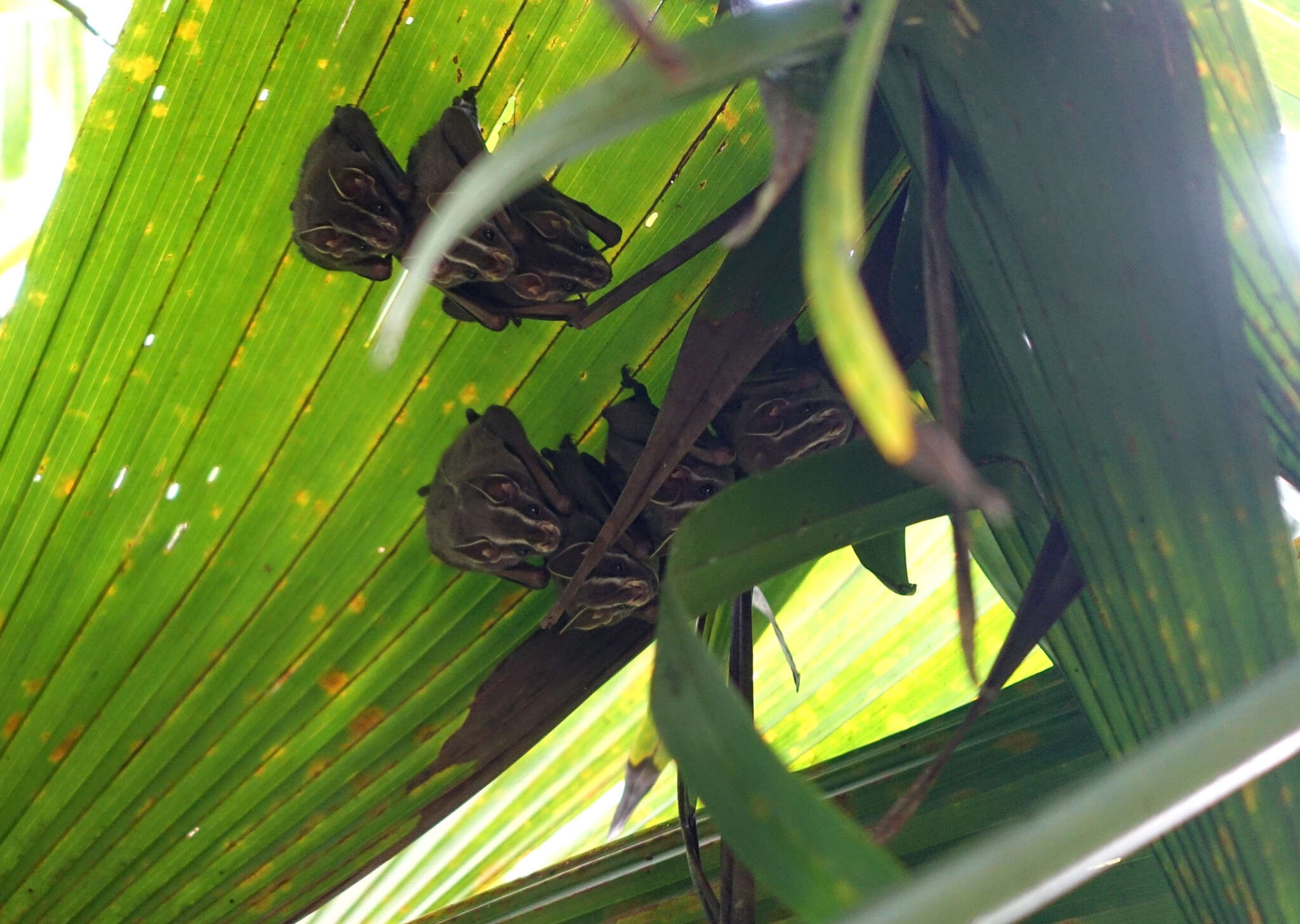 Image of Common Tent-making Bat