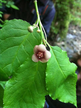 Imagem de Euonymus occidentalis Nutt. ex Torr.