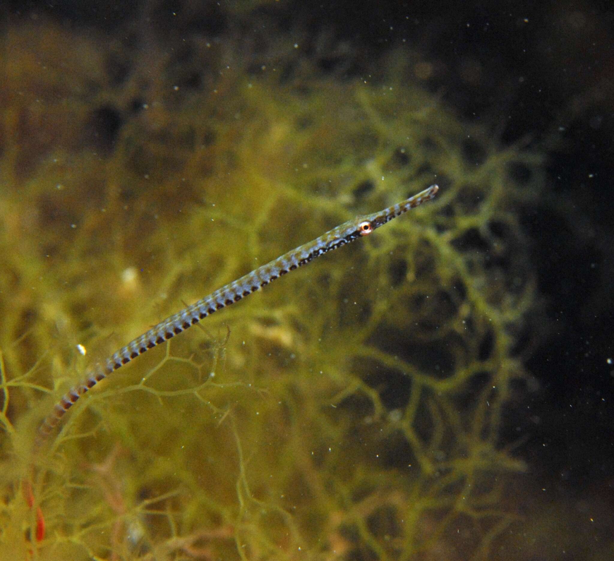 Image of Southern Gulf pipefish