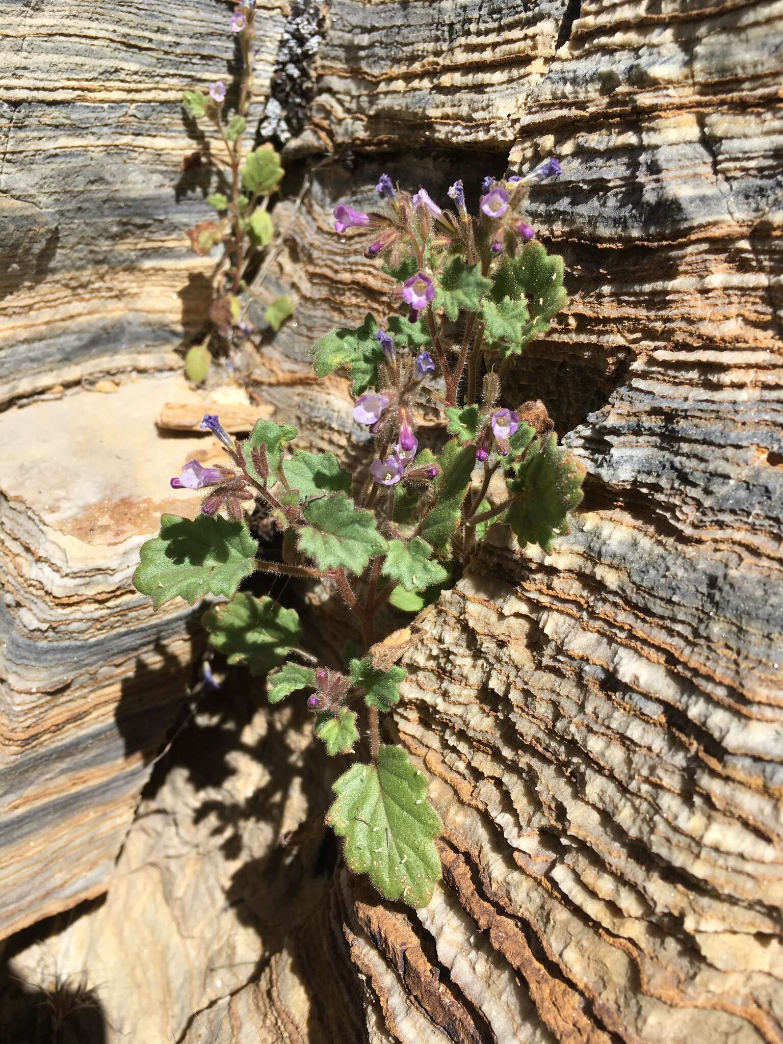 Image de Phacelia mustelina Coville