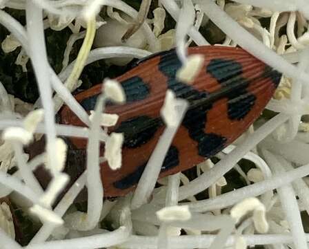 Image of Castiarina jospilota (Gory & Laporte 1838)