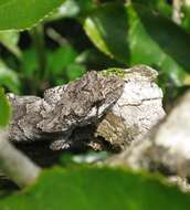 Image of Mokopirirakau Nielsen, Bauer, Jackman, Hitchmough & Daugherty (2011)