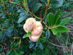 Image of Exobasidium rhododendri (Fuckel) C. E. Cramer 1874