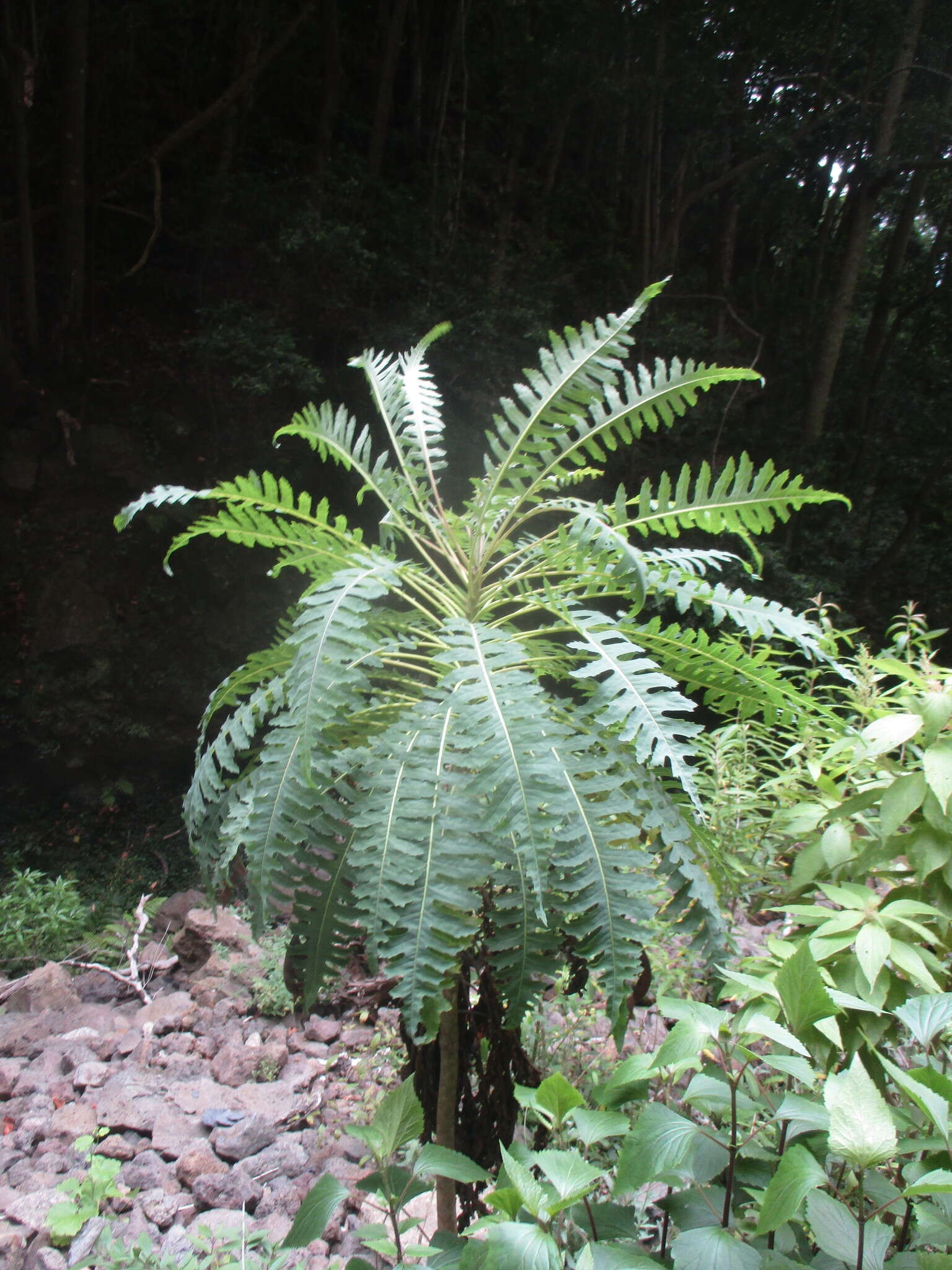 Imagem de Sonchus palmensis (Sch. Bip.) Boulos