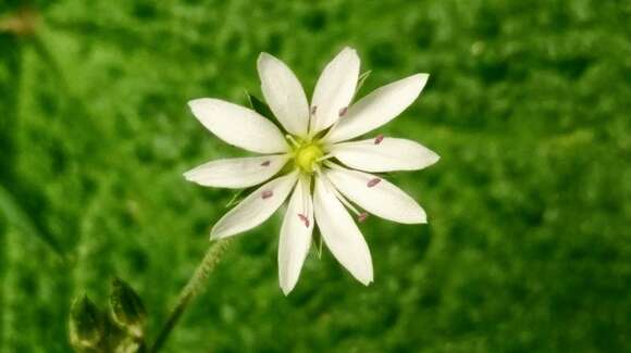 Image of Stellaria vestita Kurz