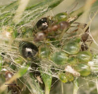 Слика од Brachycaudus (Prunaphis) cardui (Linnaeus 1758)