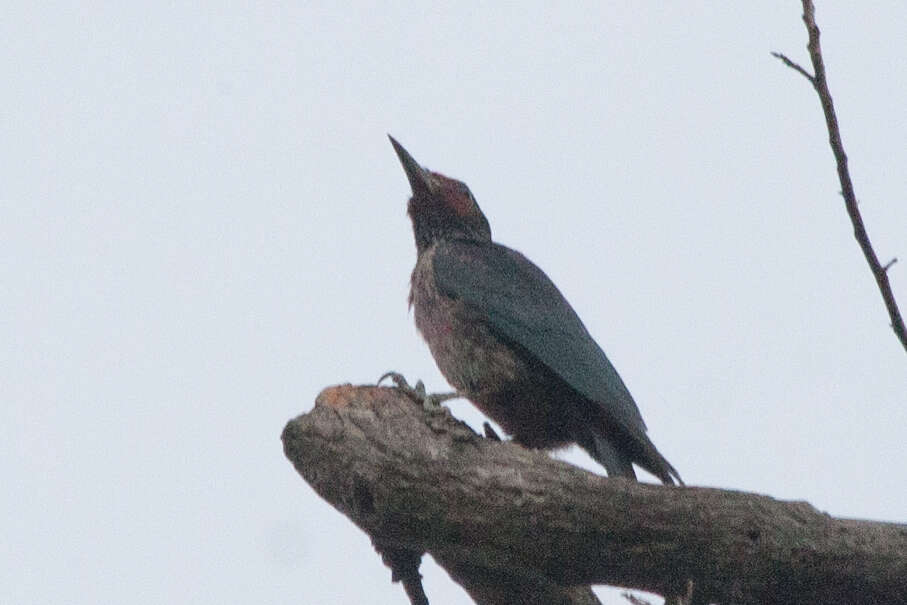 Image of Lewis's Woodpecker