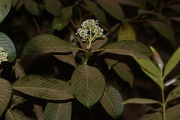 Image of Psychotria truncata Wall.