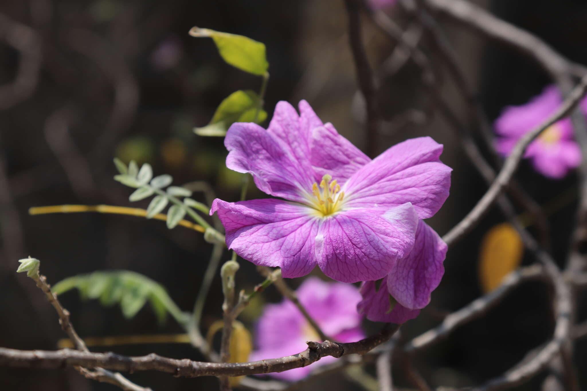 Image de Morkillia acuminata Rose & Painter