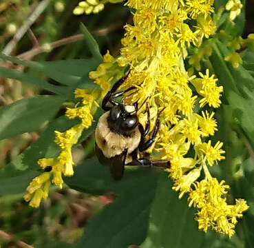 Image de Xylocopa virginica virginica (Linnaeus 1771)