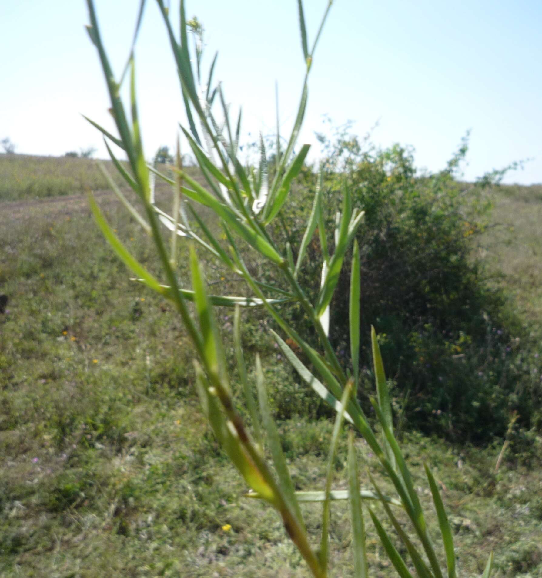 Plancia ëd Linaria biebersteinii Besser