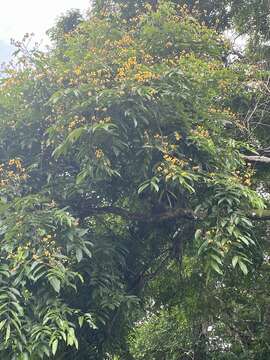 Image of dragonsblood tree