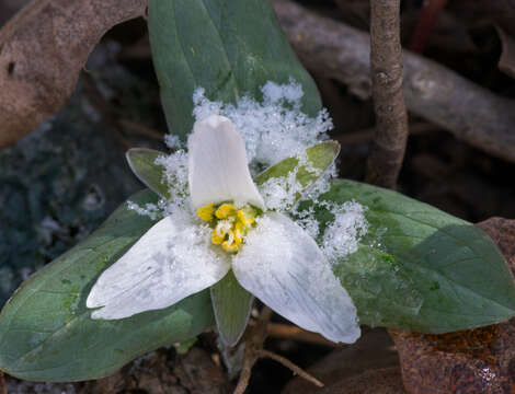 Image of snow trillium