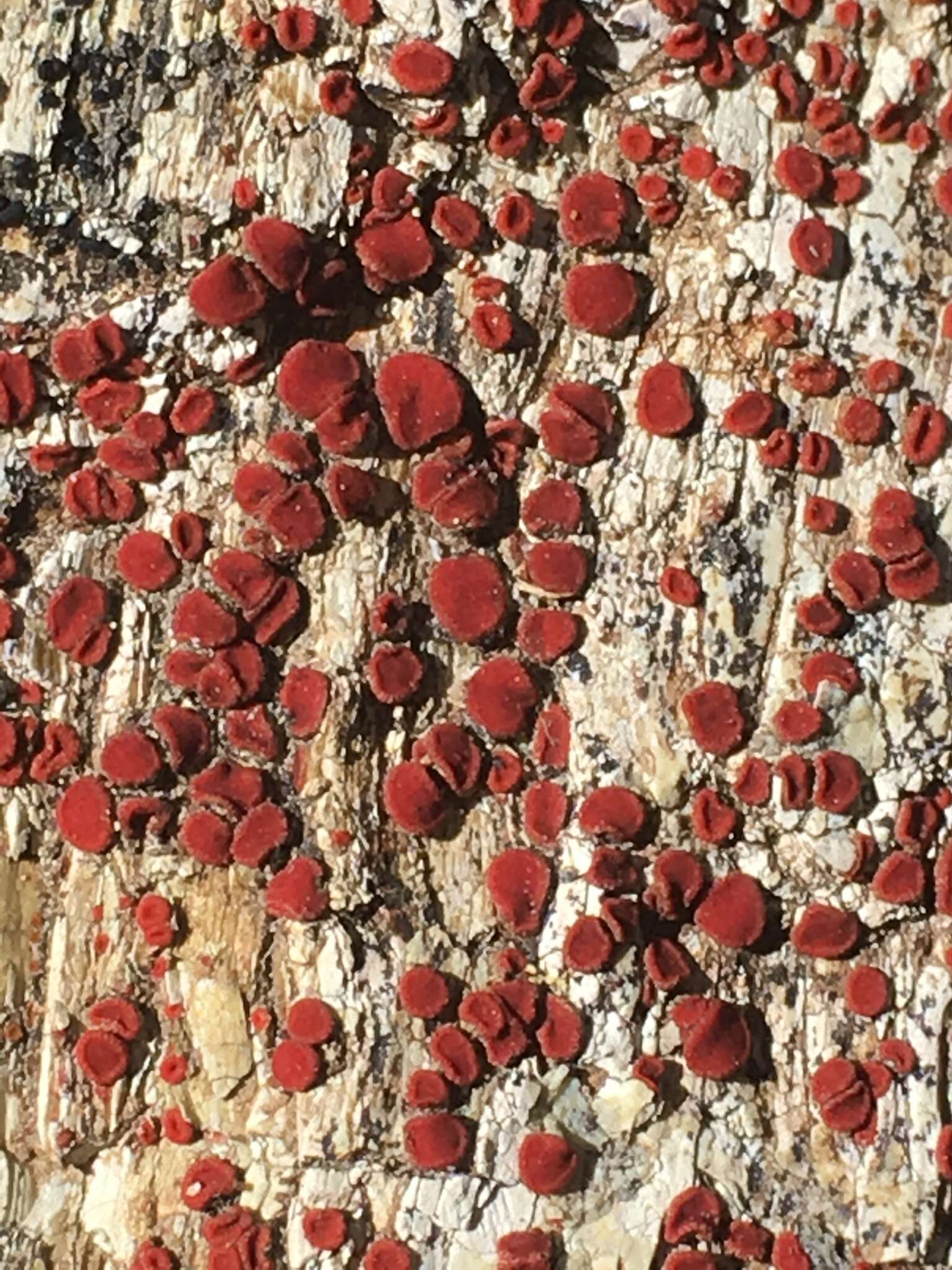 Image of Polycauliona luteominia var. bolanderi