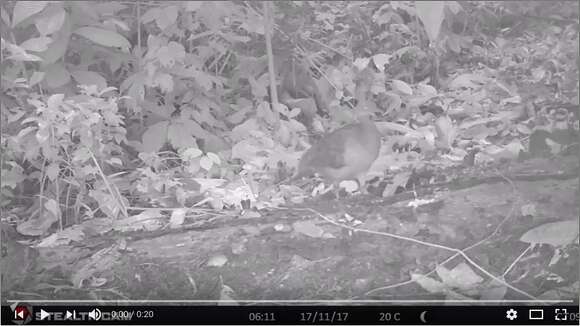 Image of Little Tinamou