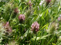 Слика од Trifolium dasyurum C. Presl