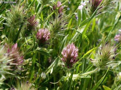 Imagem de Trifolium dasyurum C. Presl