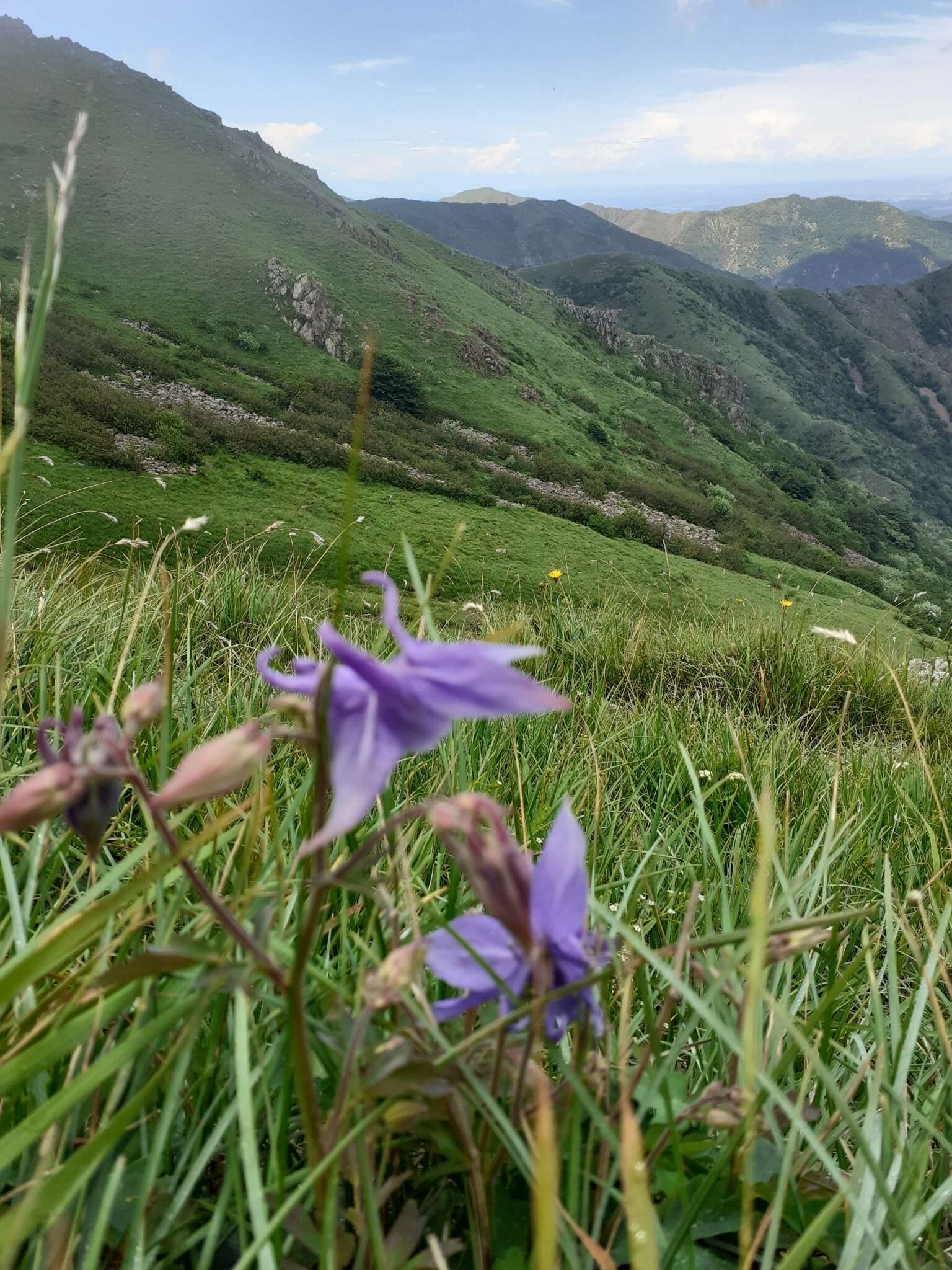 Image of Aquilegia ophiolithica Barberis & E. Nardi