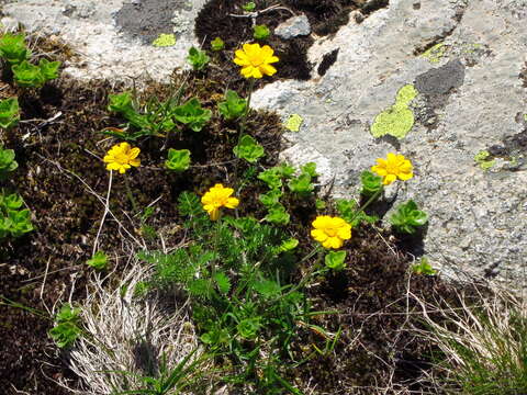 Image of Anthemis marschalliana subsp. sosnovskyana (Fed.) Grierson