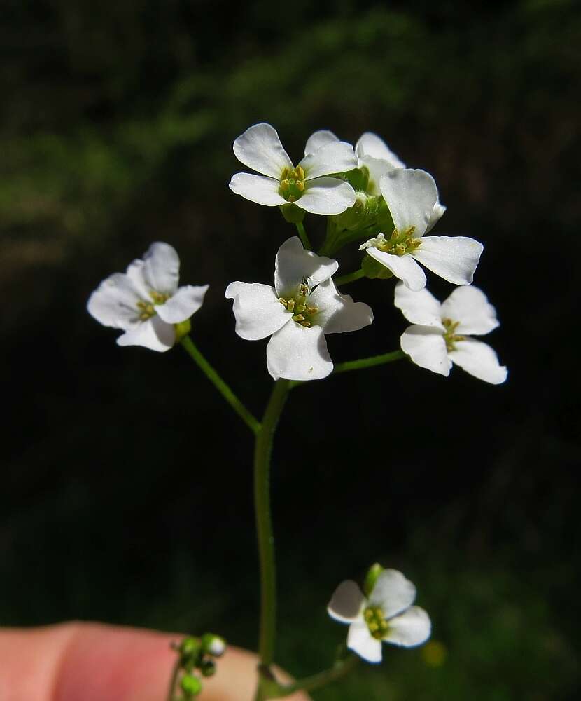 Plancia ëd Arabidopsis halleri subsp. halleri