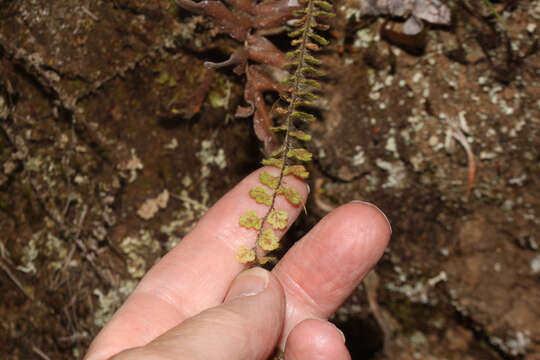 Image de Jamesonia cheilanthoides (Sw.) Christenh.