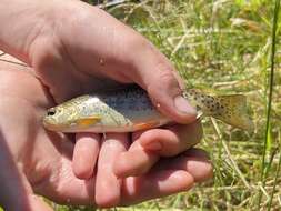 Image de Oncorhynchus apache (Miller 1972)